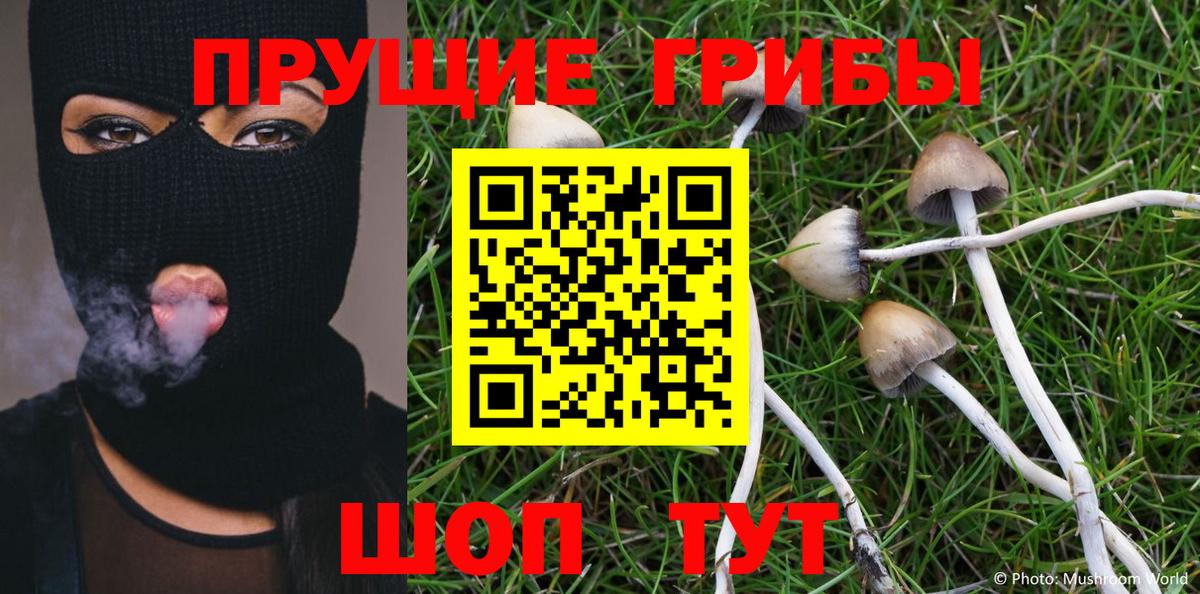 Узловая  Псилоцибиновые грибы Psilocybe  Псилоцибиновые грибы Cubensis  Вход с VPN 